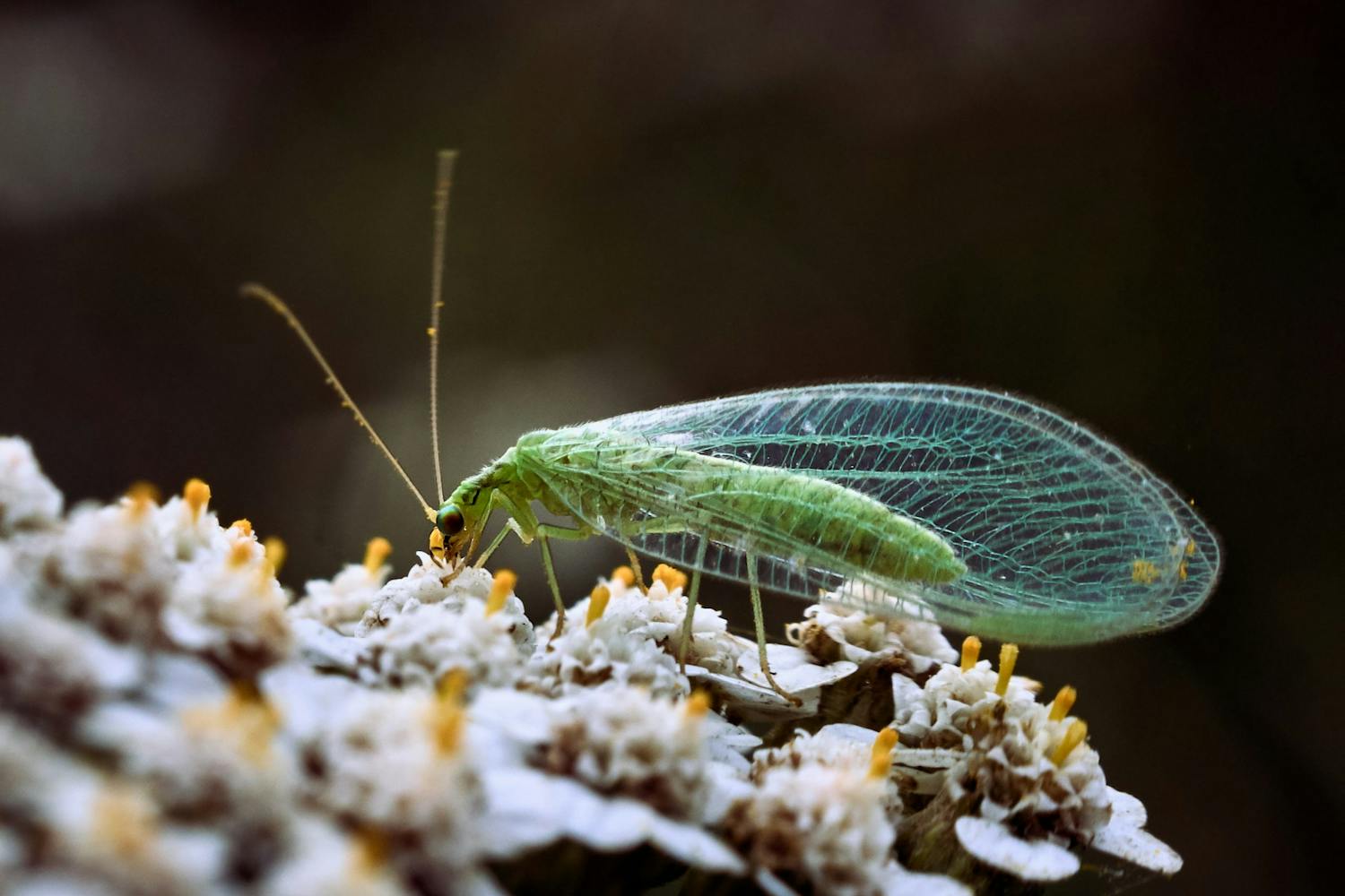 Makrobillede af almindelig guldøje